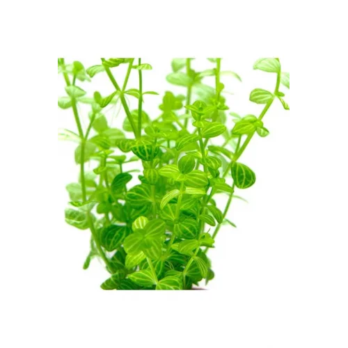 Lindernia Rotundifolia In Vitro Canlı Bitki
