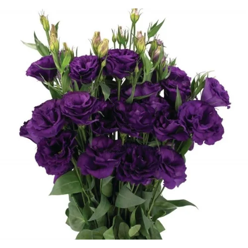 Lisianthus (Lale Gül) Advantage Serisi - MOR (5 Tohum)