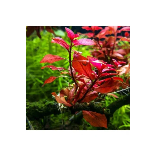 Ludwigia Mini Super Red Saksı Canlı Bitki