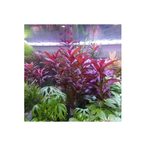 Ludwigia Peruensis In Vitro Canlı Bitki