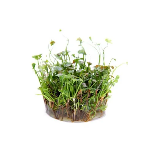 Marsilea Hirsuta In Vitro Canlı Bitki