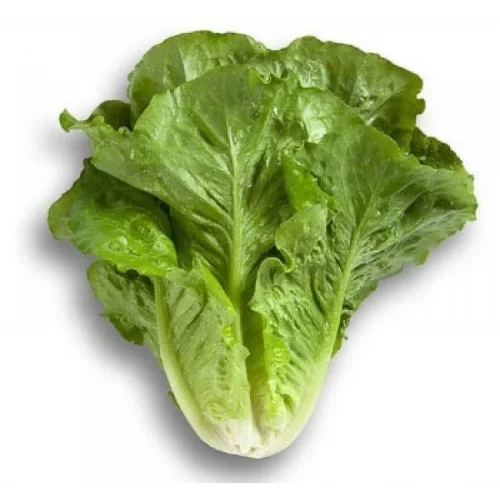 MARUL YEDİKULE (ÇOKLU TOHUM) - 5 Gram