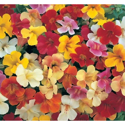 Mimulus Çiçeği Tohumu (Çok Çiçekli Bodur) Karışık Renkli - 15 Tohum