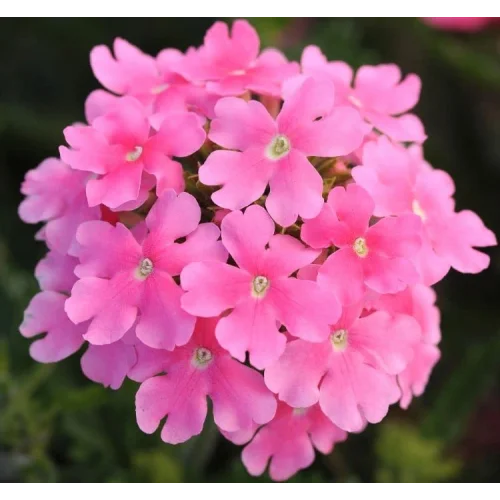 Mine Çiçeği (Sarkan Çok Dallanan) Pembe Renkli - 10 Tohum