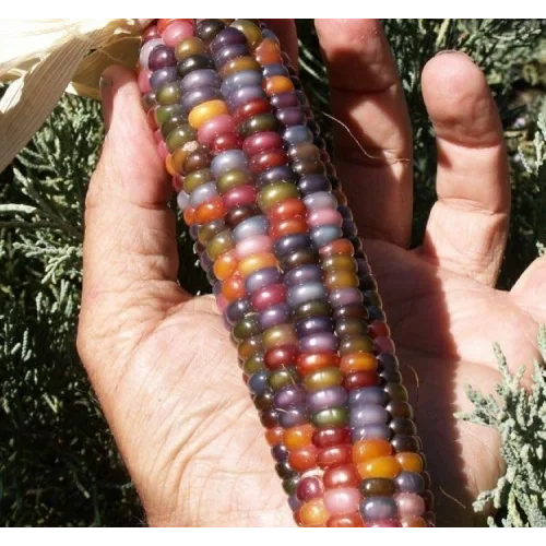 MISIR RENKLİ (ÇOKLU TOHUM) - 10 Gram