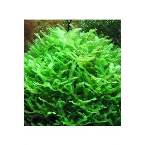 Monosolenium Tenerum Pellia Moss 10x10cm Canlı Bitki