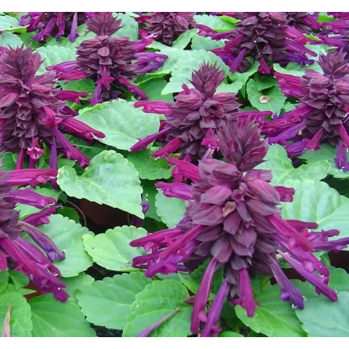 Mor Ateş Çiçeği - Salvia F1 Tohumu (30 Tohum)
