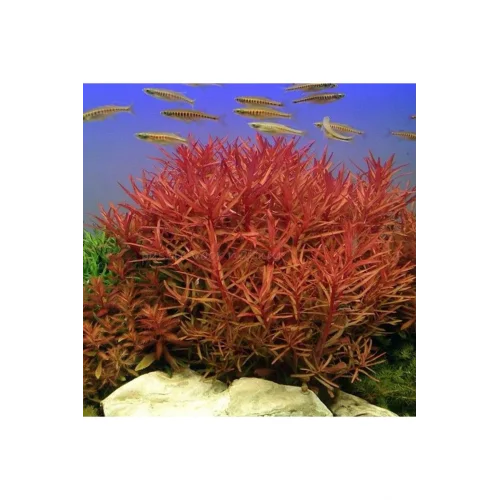 Nesaea Crassicaulis Saksı Canlı Bitki