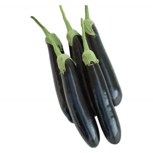 PATLICAN AYDIN SİYAH (ÇOKLU TOHUM) - 5 Gram