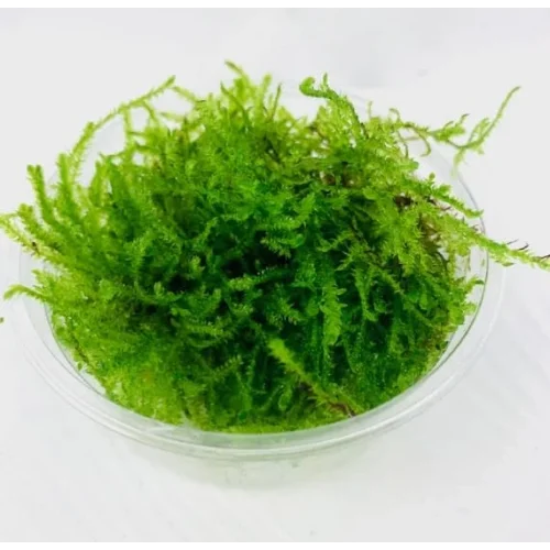 Peacock Moss Kutu Canlı Bitki