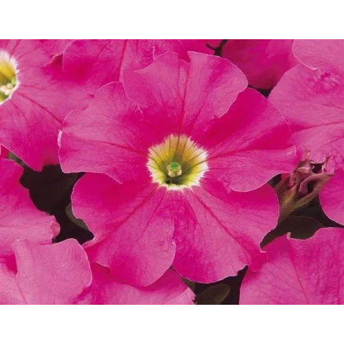 Pembe Petunya (20 Tohum)