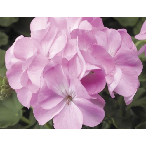 Pembe Sardunya (10 Tohum)