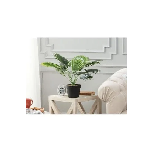 Plaquela Saksılı Bitki