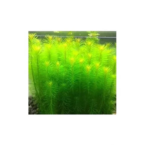 Pogostemon Erectus In Vitro Cup Canlı Bitki
