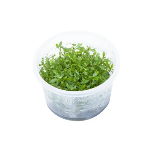 Proserpinaca Palustris Cuba In Vitro Cup Canlı Bitki
