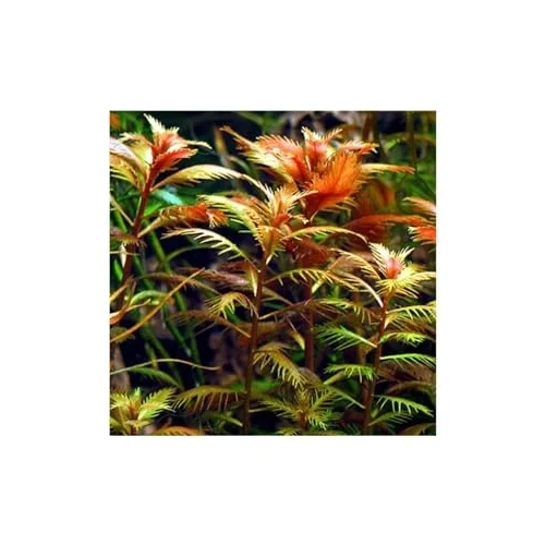Proserpinaca Palustris Saksı Canlı Bitki TR-P300