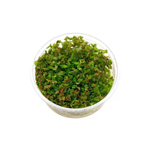 Rotala Macrandra In Vitro 200cc Canlı Bitki