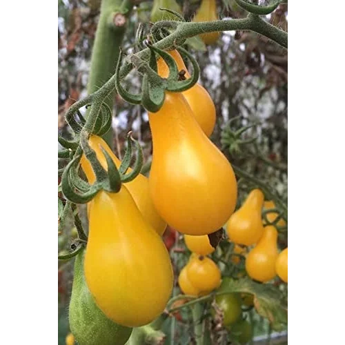 Sarı Ampul Domates Tohumu 35 Adet