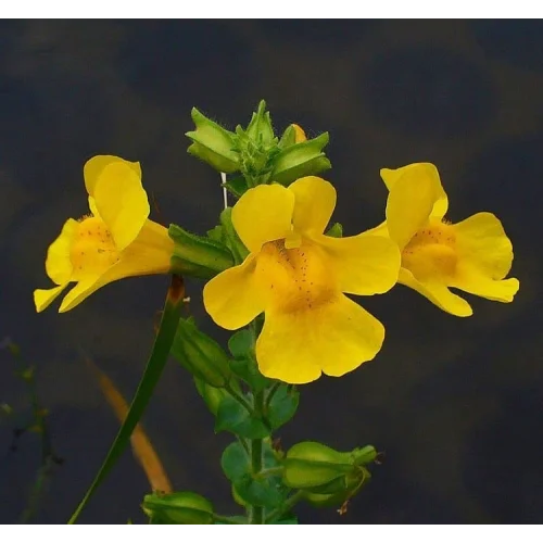Sarı Mimulus Misk Çiçeği F1 Tohumu (30 Tohum)
