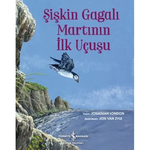 Şişkin Gagalı Martının İlk Uçuşu