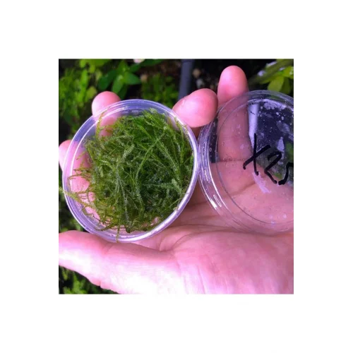 Spiky Moss Kutu Canlı Bitki