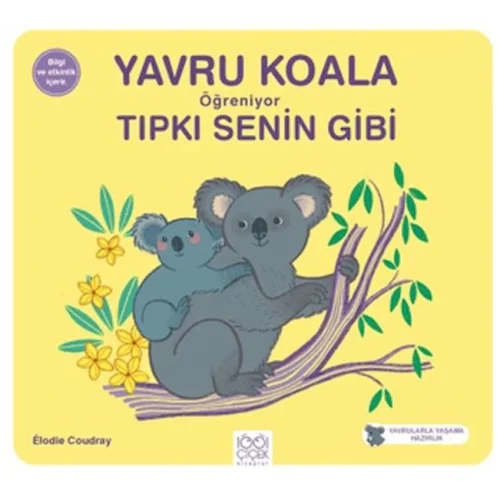 Yavru Koala Öğreniyor Tıpkı Senin Gibi