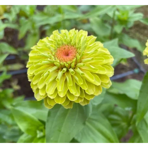 Zinnia - Kirli Hanım Tohumu (Dev çiçekli, Uzun Boylu) - Lime Renkli - 5 Tohum