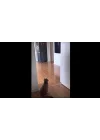 2 Adet Elastik Vantuzlu Kedi Oyuncağı Tüylü Zilli Kedi Oltası