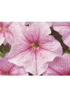 Açık Pembe Petunya (20 Tohum)