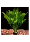 Akvaryum Bitkileri Echinodorus Amazonicus Saksı Canlı Bitki b043