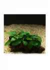 Anubias Barteri Var 5-6 Yapraklı Kök Canlı Bitki