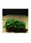 Anubias Barteri Var 5-6 Yapraklı Kök Canlı Bitki