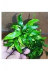 Anubias Glabra Minima Saksı Canlı Bitki