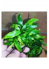 Anubias Glabra Minima Saksı Canlı Bitki