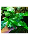 Anubias Heterophylla Saksı Canlı Bitki 5-7 Yaprak