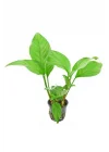Anubias Heterophylla Saksı Canlı Bitki 5-7 Yaprak