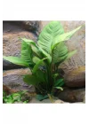 Anubias Heterophylla Saksı Canlı Bitki 5-7 Yaprak