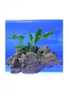 Anubias Minima Canlı Bitki