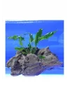 Anubias Minima Canlı Bitki