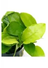 Anubias Nana Gold 6-7 Yapraklı Canlı Bitki