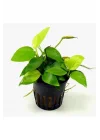 Anubias Nana Gold 6-7 Yapraklı Canlı Bitki