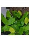 Anubias Nana Gold 6-7 Yapraklı Canlı Bitki