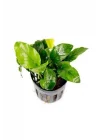 Anubias Wrinkled Leaves Canlı Bitki