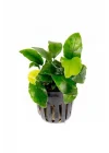 Anubias Wrinkled Leaves Canlı Bitki