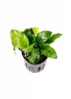 Anubias Wrinkled Leaves Canlı Bitki