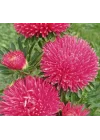 Aster Kasımpatı (Krizantem) Burgundy Renkli - 20 Tohum