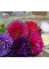 Aster Kasımpatı (Krizantem) Burgundy Renkli - 20 Tohum