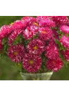 Aster Kasımpatı (Krizantem) Burgundy Renkli - 20 Tohum