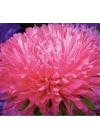 Aster Kasımpatı (Krizantem) Burgundy Renkli - 20 Tohum