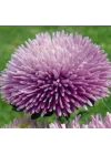 Aster Kasımpatı (Krizantem) Lavanta Renkli - 20 Tohum